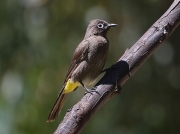 Cape Bulbul