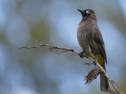 Cape Bulbul