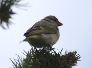 Cape Canary