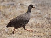 Cape Francolin Kirstenbosch Cape Town South Africa © 2006 Steve Ogden