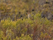 Cape Grassbird