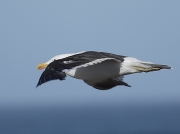 Cape Gull