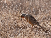 Cape Longclaw South Africa © 2006 Steve Ogden
