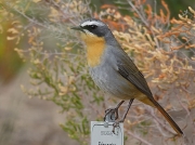 Cape Robin-chat Kirstenbosch South Africa © Steve Ogden