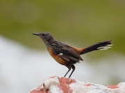Cape Rock-jumper - male on rock Rooi Els, South Africa © 2006 Steve Ogden