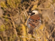 Cape Sparrow South Africa © 2006 Steve Ogden
