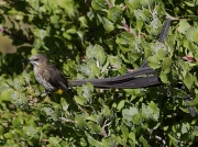 Cape Sugarbird