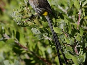 Cape Sugarbird