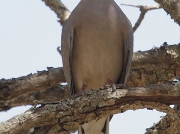 Cape Turtle-dove South Africa © 2006 Steve Ogden
