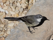 Cape Wagtail South Africa © Steve Ogden