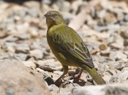 Cape Weaver