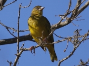 Cape Weaver