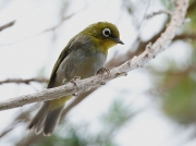 Cape White-eye South Africa © Steve Ogden