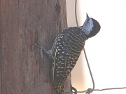 Cardinal Woodpecker