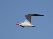 Caspian Tern