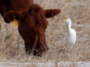 cattle-egret-and-cow-south-africa-3954
