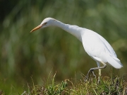 Cattle Egret (Bulbulcus ibis)