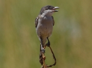Common Fiscal Shrike