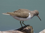 Common Sandpiper (Actitis hypoleucos)