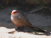 Common Waxbill (Estrilda astrild) South Africa