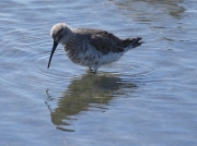 Curlew Sandpiper ( Calidris ferruginea) feeding on Langebaan Lagoon, West Coast National Park, South Africa