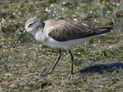 Curlew Sandpiper ( Calidris ferruginea) Langebaan Lagoon, West Coast National Park, South Africa