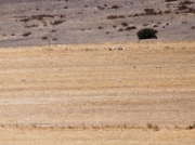 Blue Crane (Anthropoides paradiseus) - distant views birds of feeding on Darling farmland, South Africa