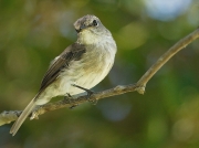 Dusky Flycatcher Kirstenbosch South Africa © Steve Ogden