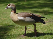 Egyptian Goose (Alopochen aegyptiacus)