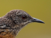 Cape Rock-jumper - head of female/juvenile, South Africa © 2006 Steve Ogden