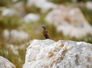 Cape Rock-jumper -  female/juvenile Rooi Els, South Africa © 2006 Steve Ogden