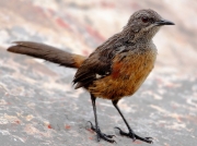 Cape Rock-jumper -  curious female/juvenile , Rooi Els  South Africa © 2006 Steve Ogden