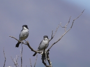 Fiscal Flycatchers South Africa © 2006 Steve Ogden