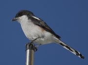 Fiscal Shrike