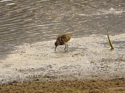 Greater Painted Snipe - Cape Peninsula, South Africa © 2006 Steve Ogden