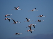 Flock of Greater Flamingo at Strandfontein, Cape Town, South Africa