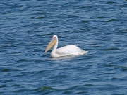Great White Pelican Strantfontein Cape Town South Africa  © 2006 Steve Ogden