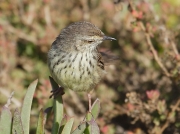 Grey-backed Cisticola
