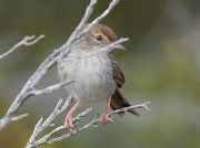 Grey-backed Cisticola