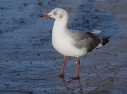 Grey-headed Gull, Simon's Town, South Africa  © 2006 Steve Ogden