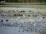 Gulls and Terns at Strandfontein Sewage works, Cape Town, South Africa