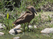 Hamerkop South Africa © 2006 Steve Ogden