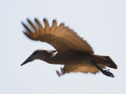 Hamerkop in flight South Africa © 2006 Steve Ogden