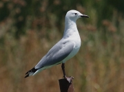 Hartlaubs Gull South Africa © 2006 Steve Ogden