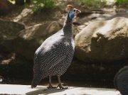Helmeted Guinea Fowl Kirstenbosch South Africa  © 2006 Steve Ogden