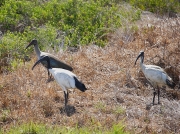 Hadeda Ibis and African Sacred Ibis South Africa 2006 Steve Ogden