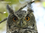 kirstenbosch-spotted-eagle-owl_3384