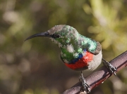 Lesser Double-collared Sunbird