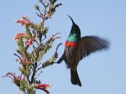 Lesser Double-collared Sunbird