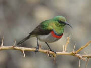 Lesser Double-collared Sunbird